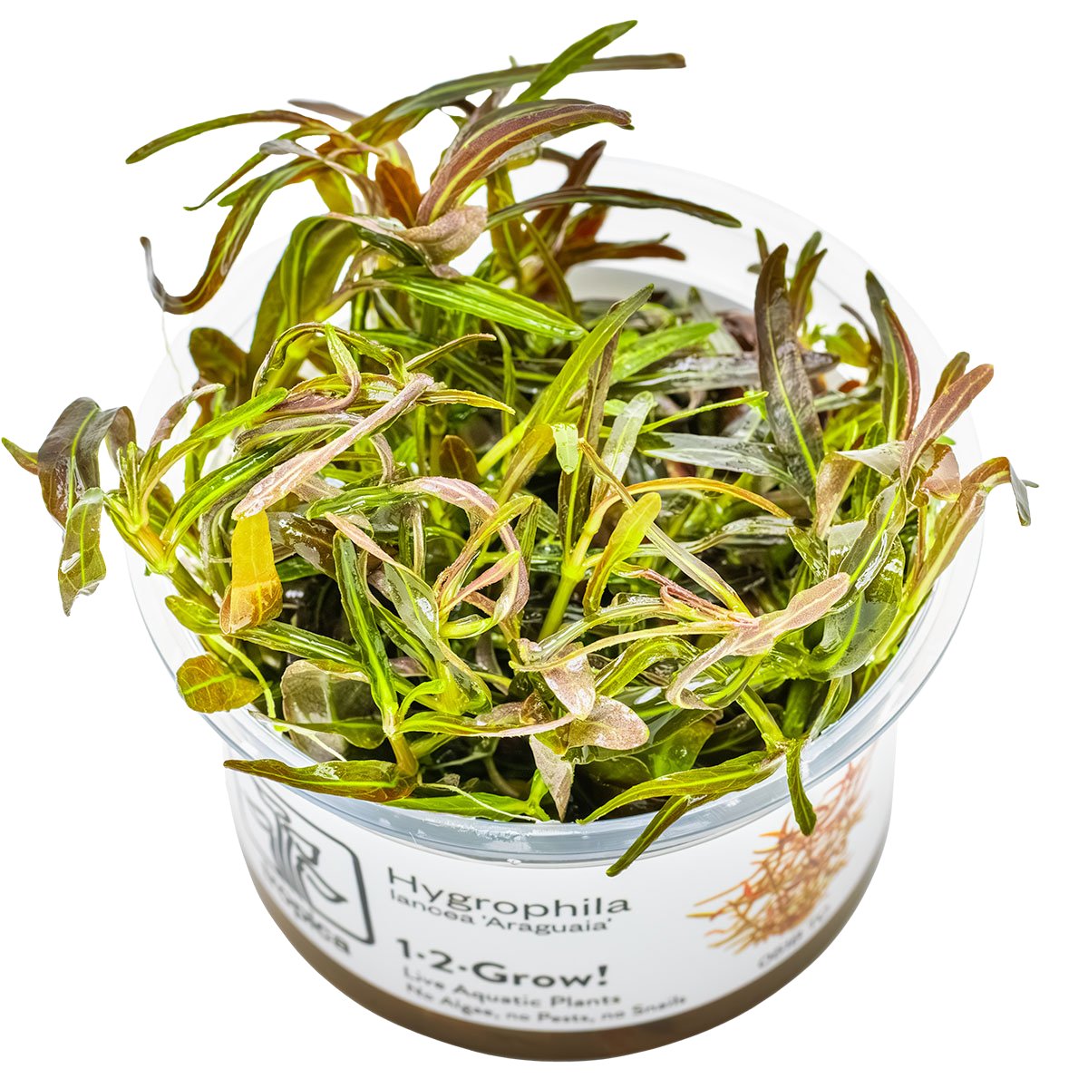 Hygrophila lancea 'Araguaia' – InVitro 3er Pack