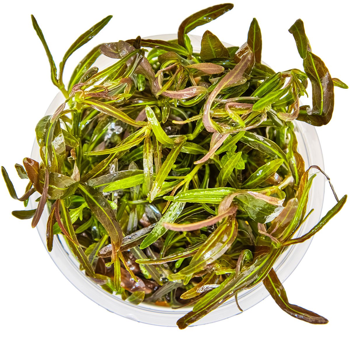 Hygrophila lancea 'Araguaia' – InVitro 3er Pack – Ansicht 2