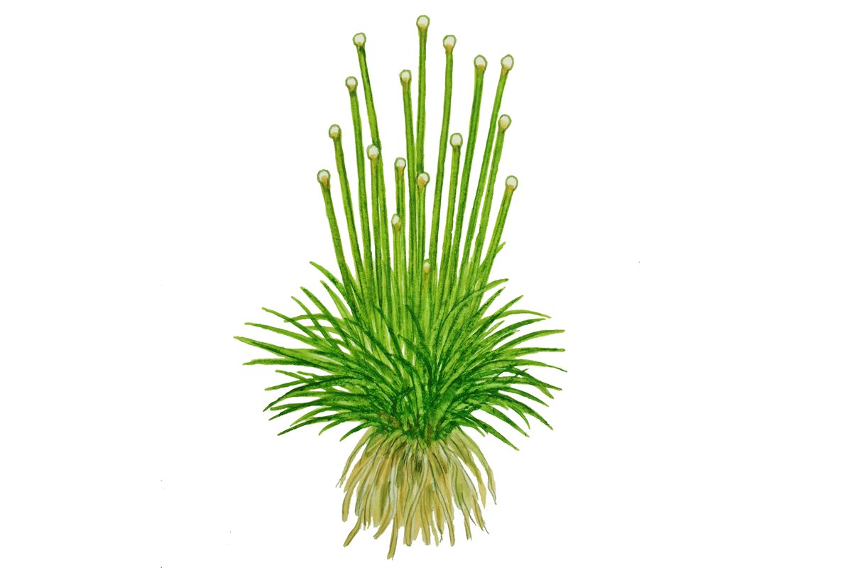 Eriocaulon cinereum – InVitro 3er Pack – Ansicht 3