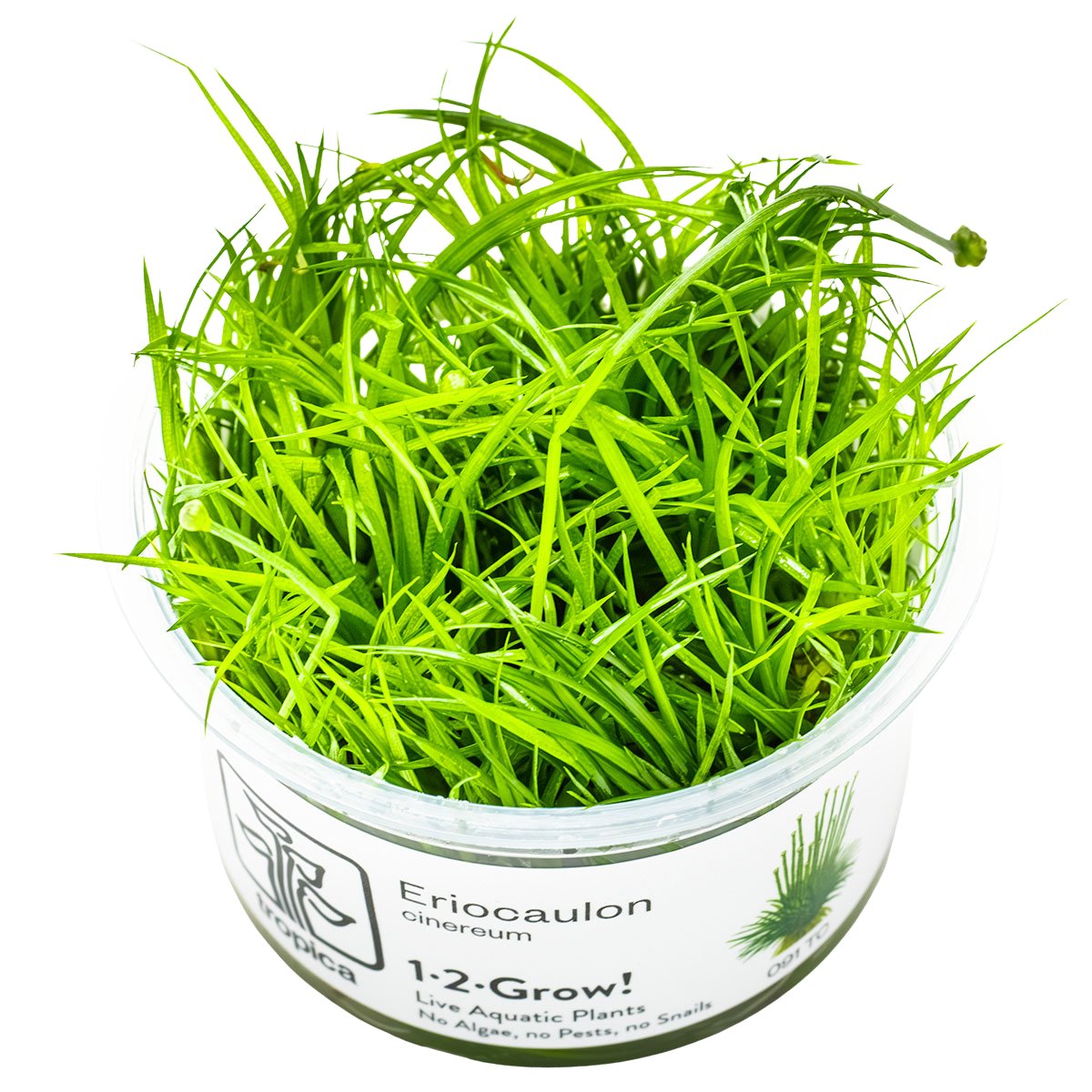 Eriocaulon cinereum – InVitro 3er Pack