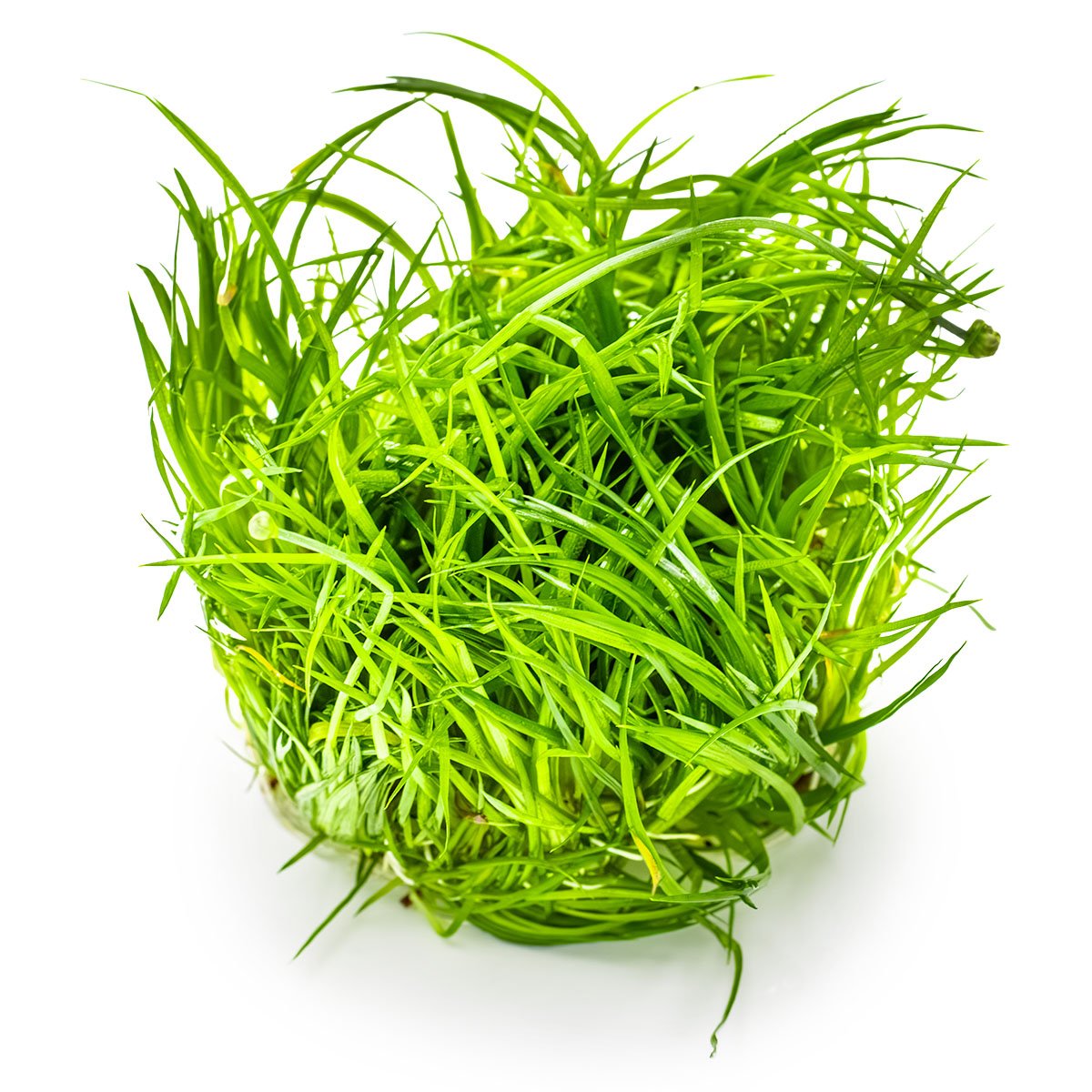 Eriocaulon cinereum – InVitro 3er Pack – Ansicht 2