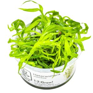 Heteranthera zosterifolia – InVitro 3er Pack