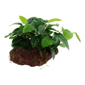 Anubias barteri nana (Art. 101 YLS)