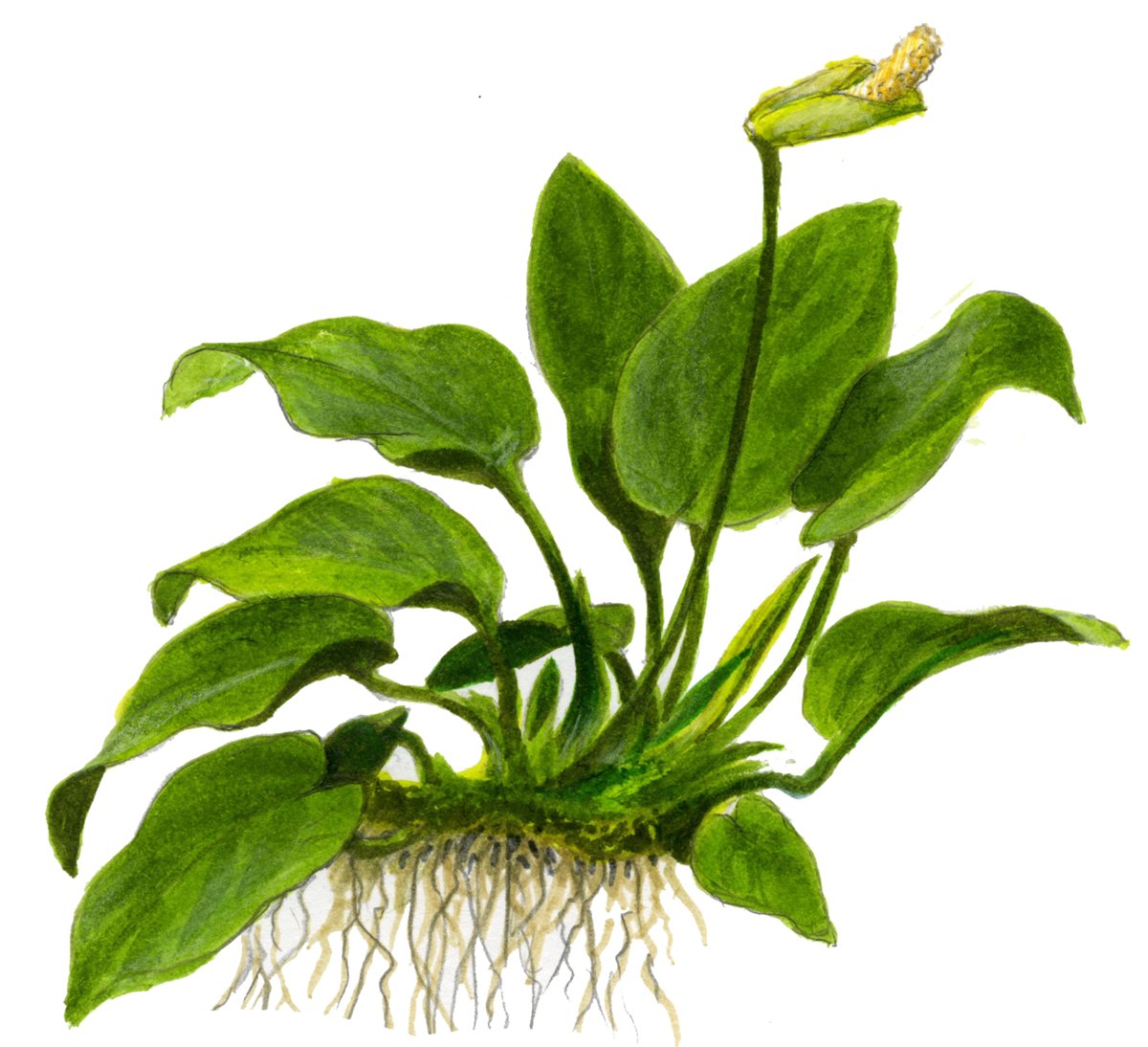Anubias barteri nana (Art. 101 ZWS) – Ansicht 3