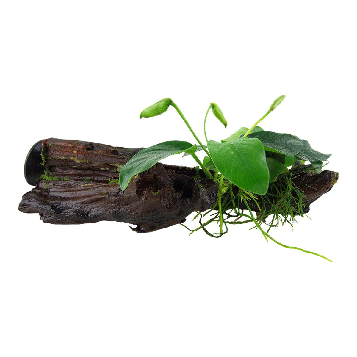 Anubias barteri nana (Art. 101 ZWS) – Ansicht 2