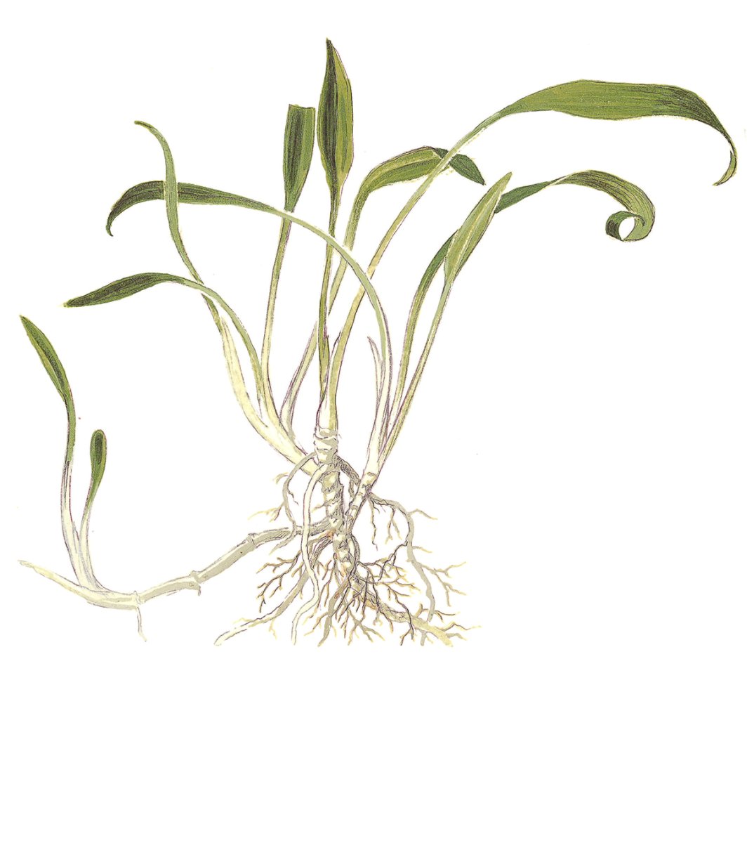 Cryptocoryne parva – InVitro 3er Pack – Ansicht 3