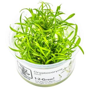 Cryptocoryne parva – InVitro 3er Pack