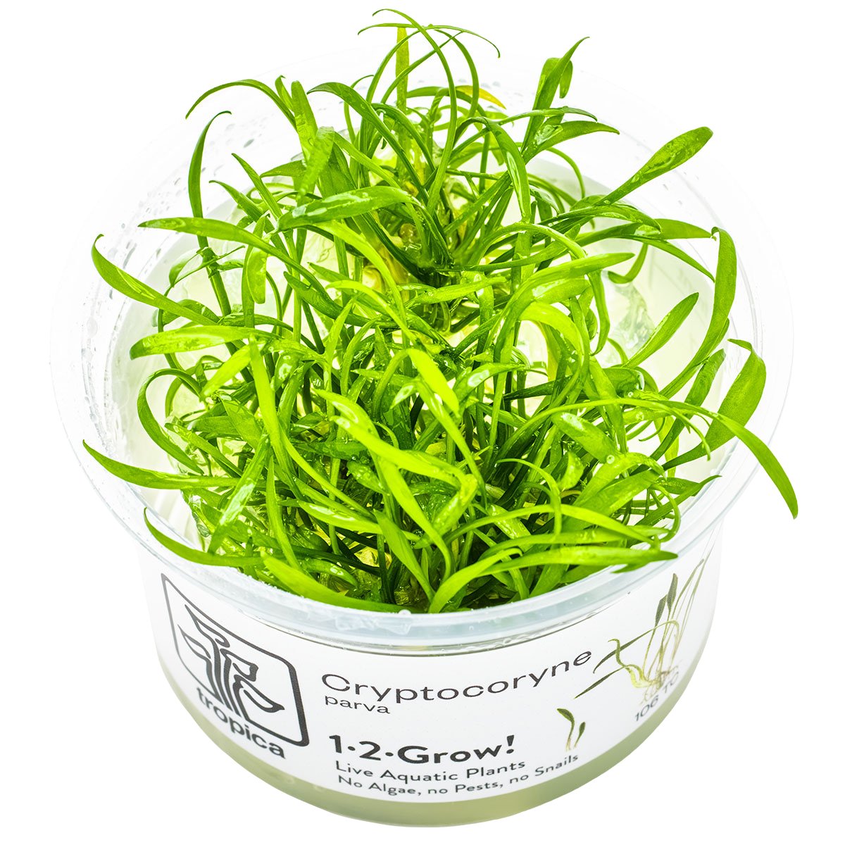 Cryptocoryne parva – InVitro 3er Pack