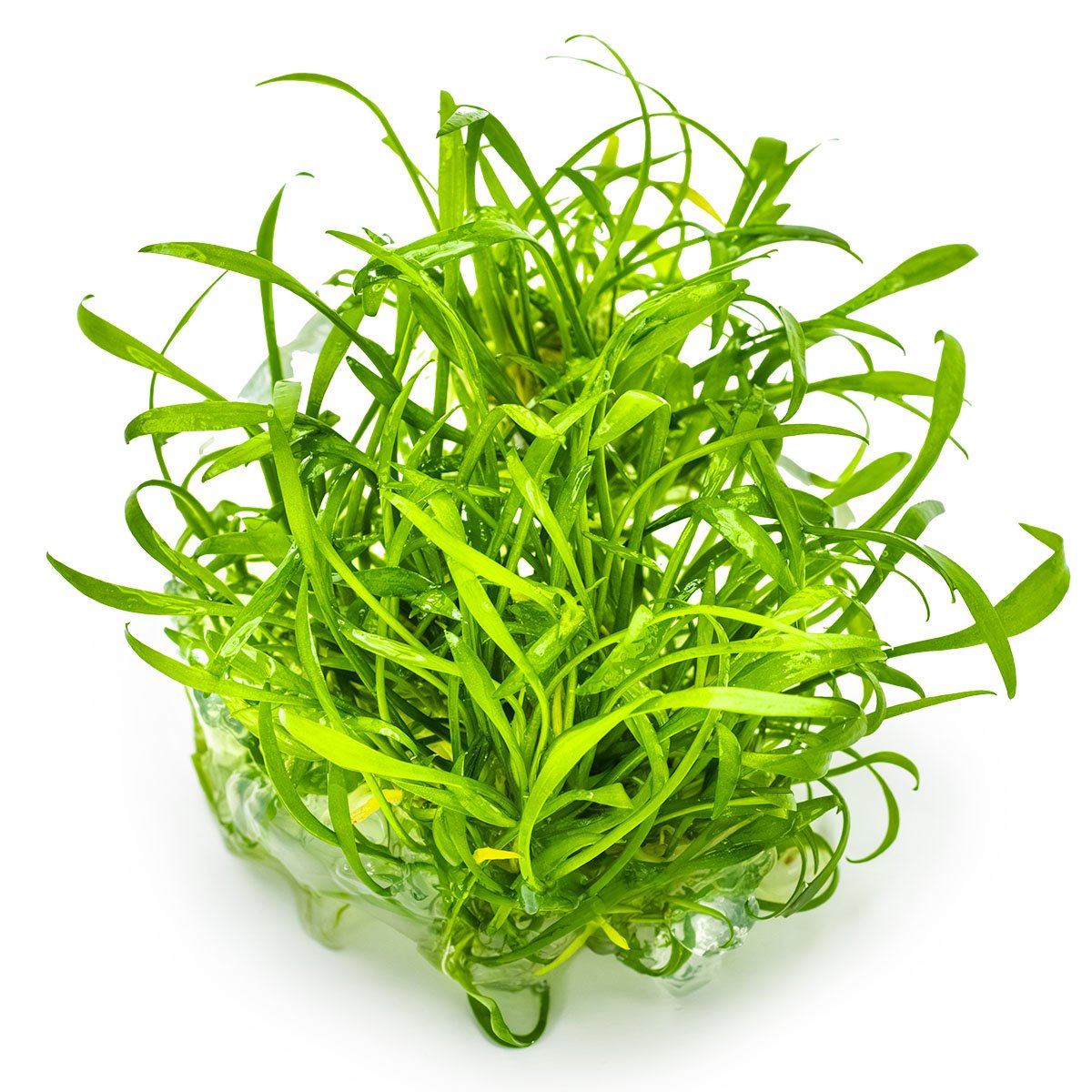 Cryptocoryne parva – InVitro 3er Pack – Ansicht 2