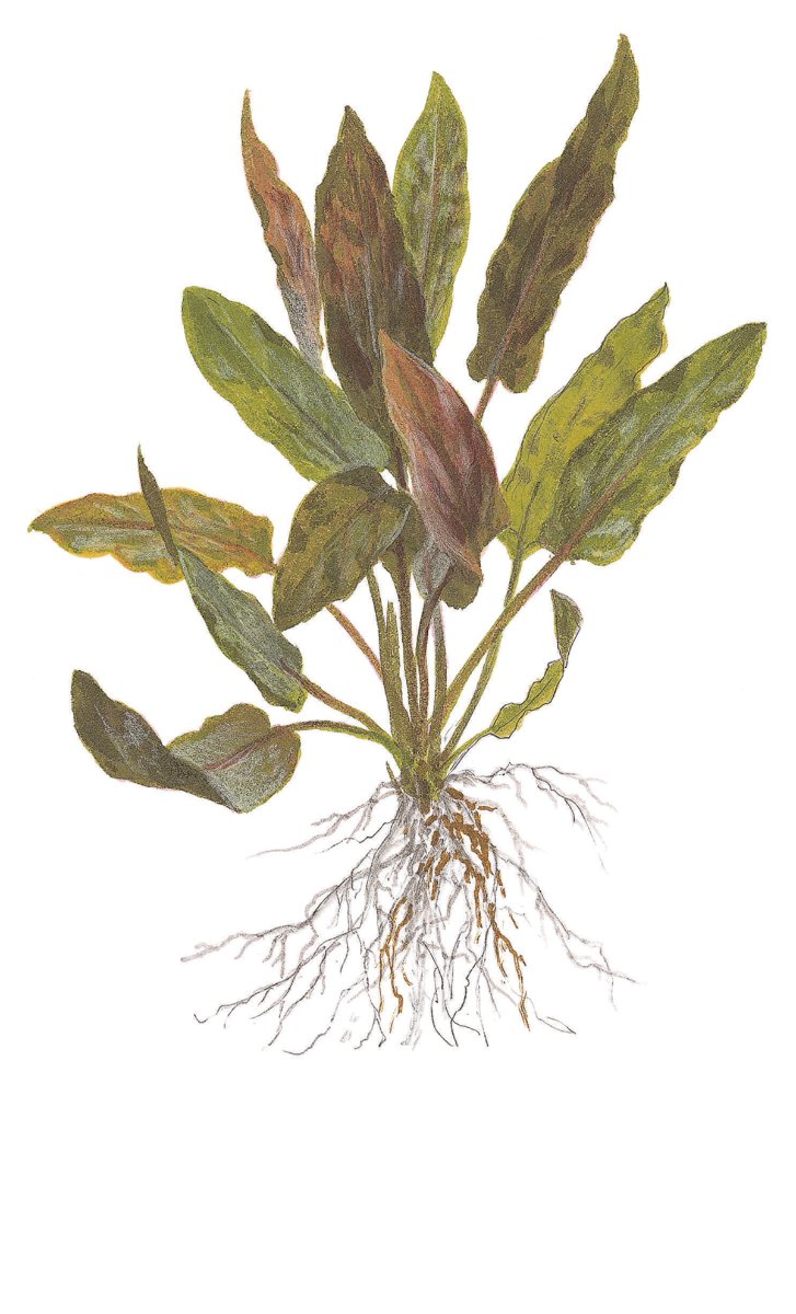 Cryptocoryne undulata 'Broad Leaf' – InVitro 3er Pack – Ansicht 3