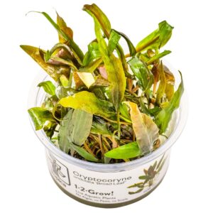 Cryptocoryne undulata 'Broad Leaf' – InVitro 3er Pack