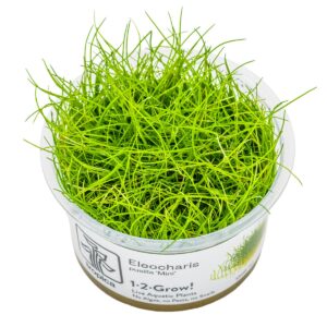 Eleocharis pusilla 'Mini' – InVitro 3er Pack