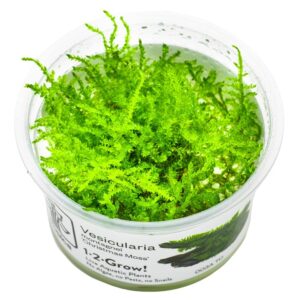 Vesicularia montagnei 'Christmas Moss' – InVitro 3er Pack