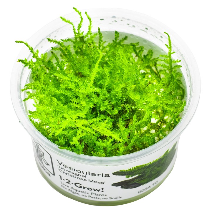 Tropica InVitro-Pflanze im Becher