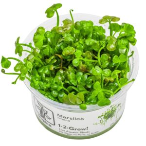 Marsilea hirsuta – InVitro 3er Pack