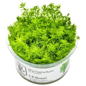 Myriophyllum sp. 'Guyana' – InVitro 3er Pack
