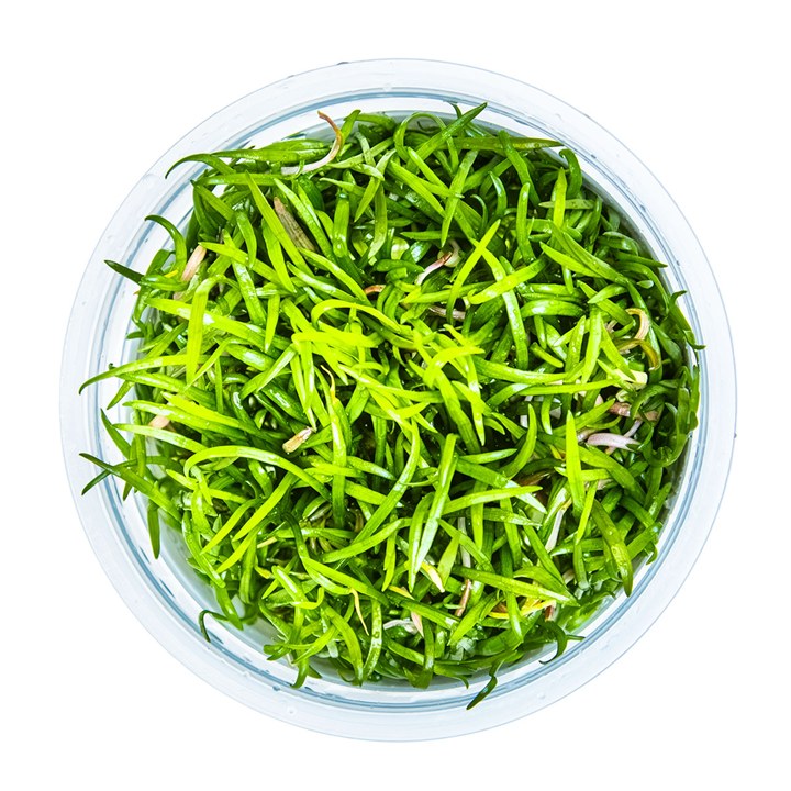Lilaeopsis brasiliensis – InVitro 3er Pack – Ansicht 2