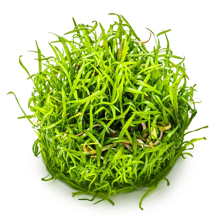 Lilaeopsis brasiliensis – InVitro 3er Pack – Ansicht 3