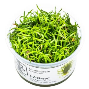 Lilaeopsis brasiliensis – InVitro 3er Pack