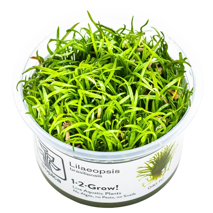 Lilaeopsis brasiliensis – InVitro 3er Pack