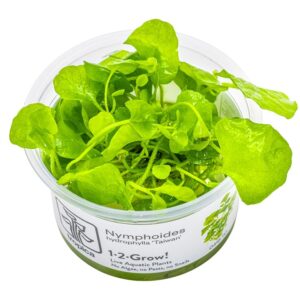 Nymphoides hydrophylla 'Taiwan' – InVitro 3er Pack