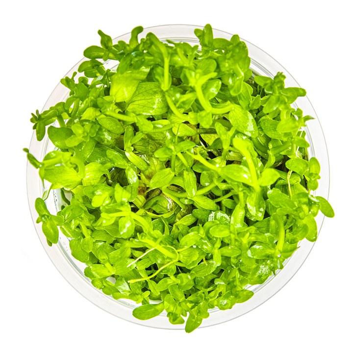 Bacopa caroliniana – InVitro 3er Pack – Ansicht 2