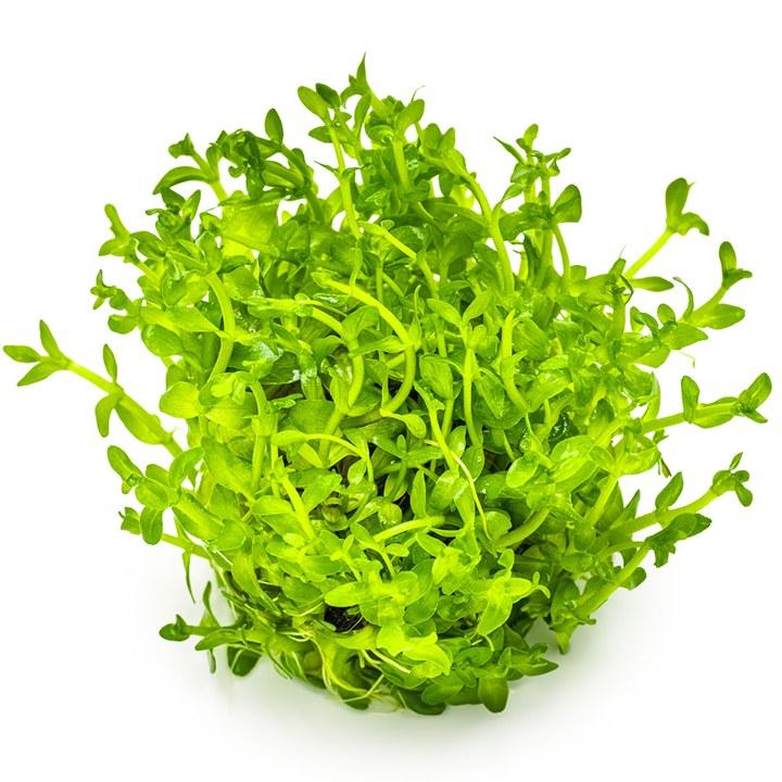 Bacopa caroliniana – InVitro 3er Pack – Ansicht 3