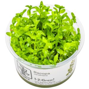 Bacopa caroliniana – InVitro 3er Pack