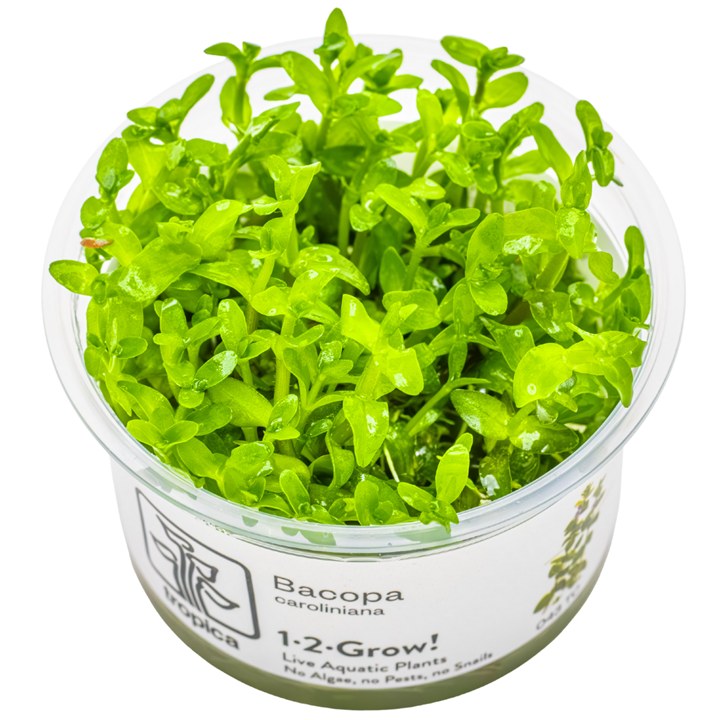 Bacopa caroliniana – InVitro 3er Pack