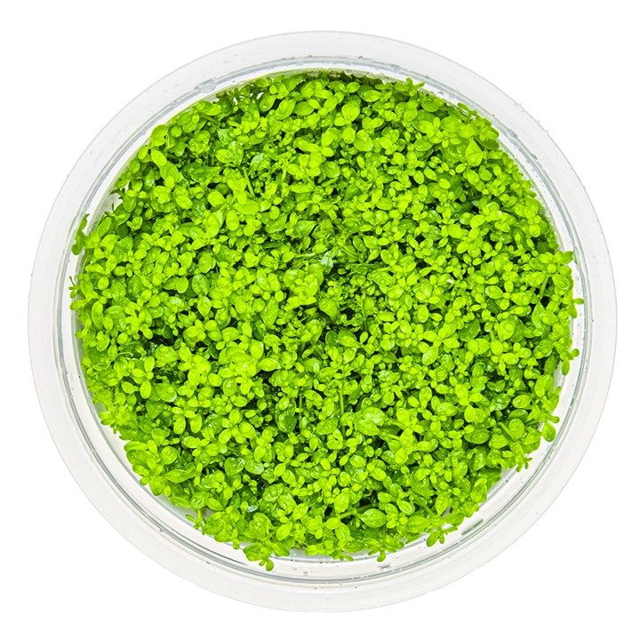 Micranthemum callitrichoides 'Cuba' – InVitro 3er Pack – Ansicht 2