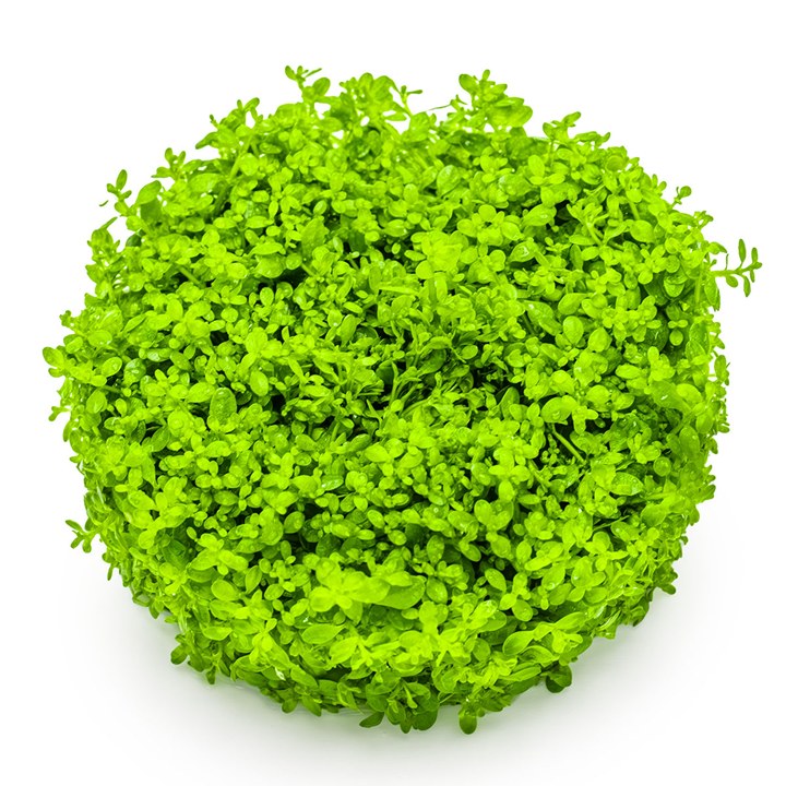 Micranthemum callitrichoides 'Cuba' – InVitro 3er Pack – Ansicht 3