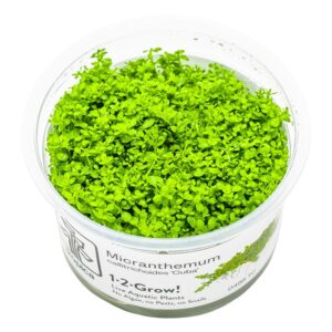 Micranthemum callitrichoides 'Cuba' – InVitro 3er Pack