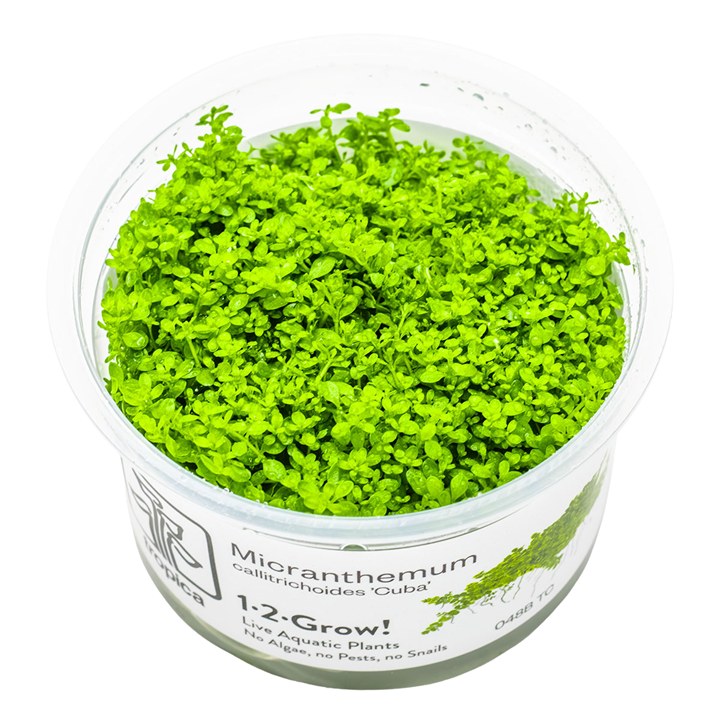 Micranthemum callitrichoides 'Cuba' – InVitro 3er Pack