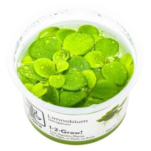 Limnobium laevigatum – InVitro 3er Pack