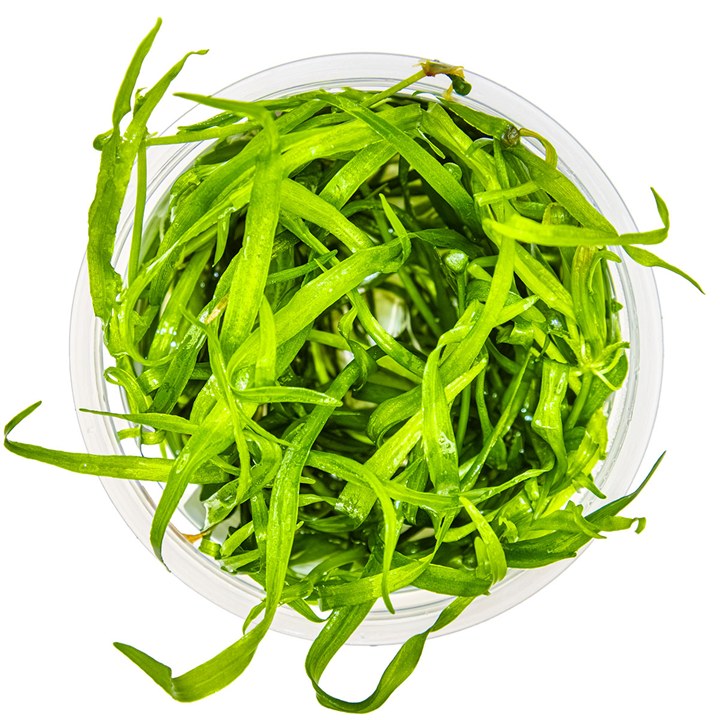 Helanthium tenellum 'Green' – InVitro 3er Pack – Ansicht 2