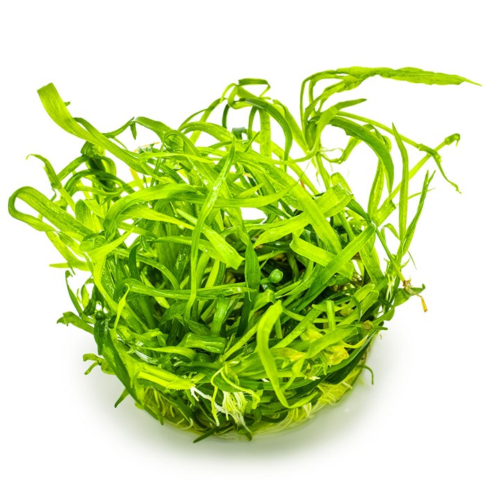 Helanthium tenellum 'Green' – InVitro 3er Pack – Ansicht 3