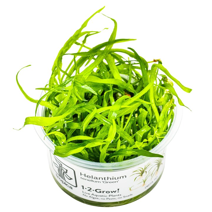 Helanthium tenellum 'Green' – InVitro 3er Pack