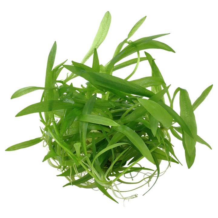 Helanthium bolivianum 'Quadricostatus' – InVitro 3er Pack – Ansicht 2