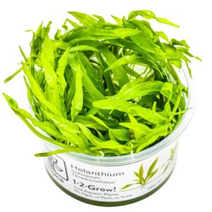 Helanthium bolivianum 'Quadricostatus' – InVitro 3er Pack