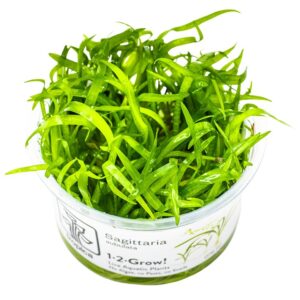 Sagittaria subulata – InVitro 3er Pack