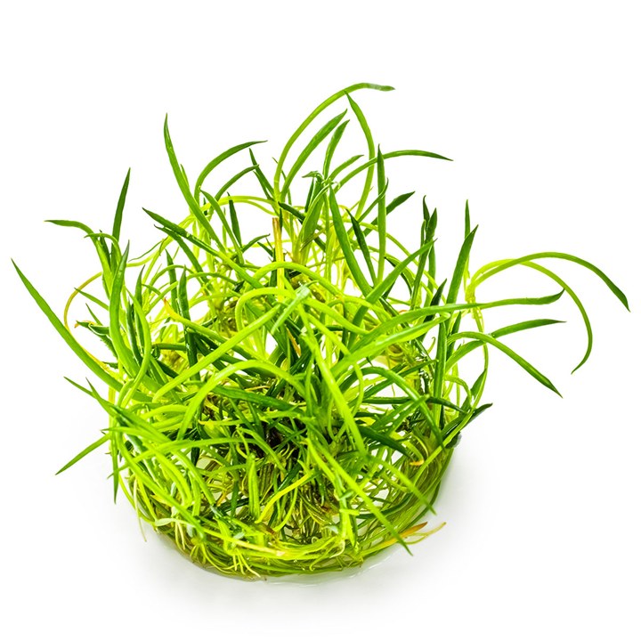 Littorella uniflora – InVitro 3er Pack – Ansicht 3