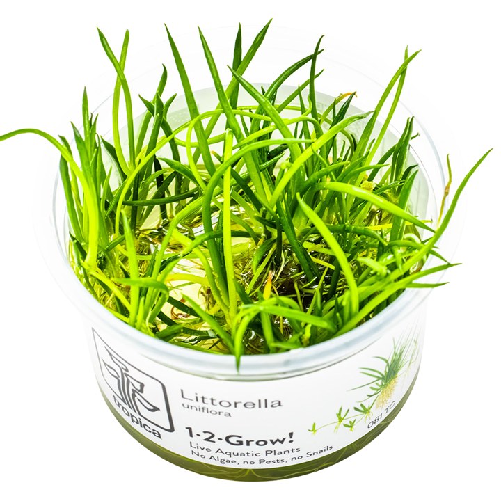 Littorella uniflora – InVitro 3er Pack