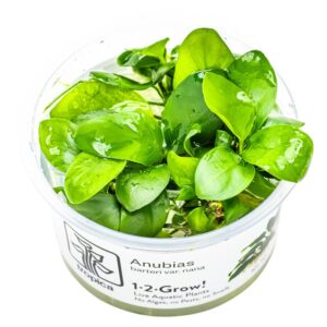 Anubias barteri nana – InVitro 3er Pack
