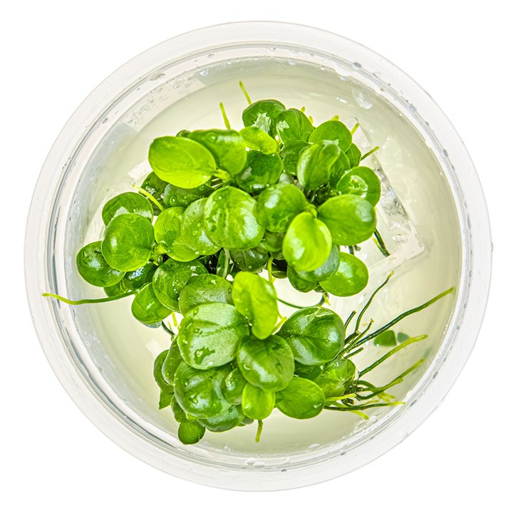 Anubias barteri 'Mini Coin' – InVitro 3er Pack – Ansicht 2