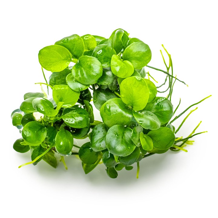 Anubias barteri 'Mini Coin' – InVitro 3er Pack – Ansicht 3