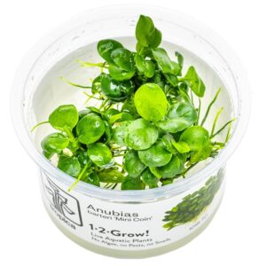 Anubias barteri 'Mini Coin' – InVitro 3er Pack