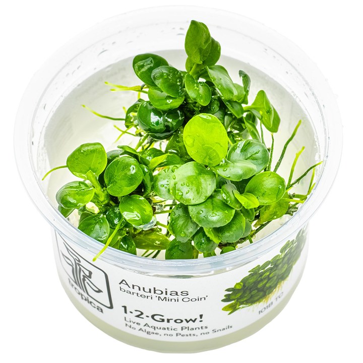 Anubias barteri 'Mini Coin' – InVitro 3er Pack