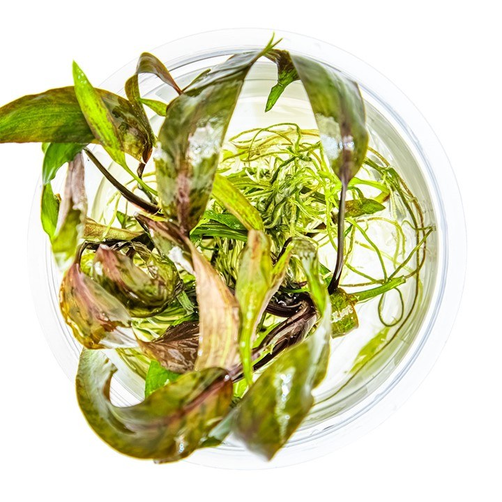 Cryptocoryne nurii – InVitro 3er Pack – Ansicht 2