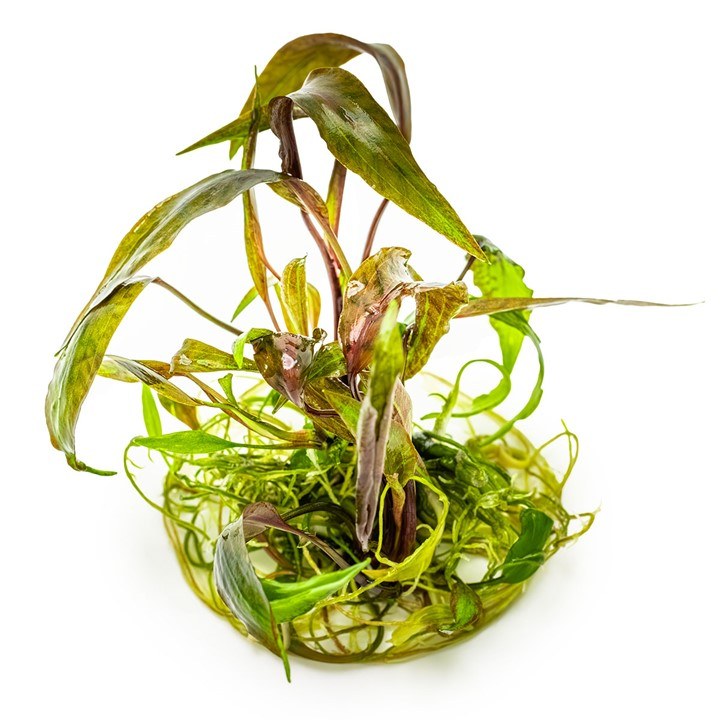 Cryptocoryne nurii – InVitro 3er Pack – Ansicht 3