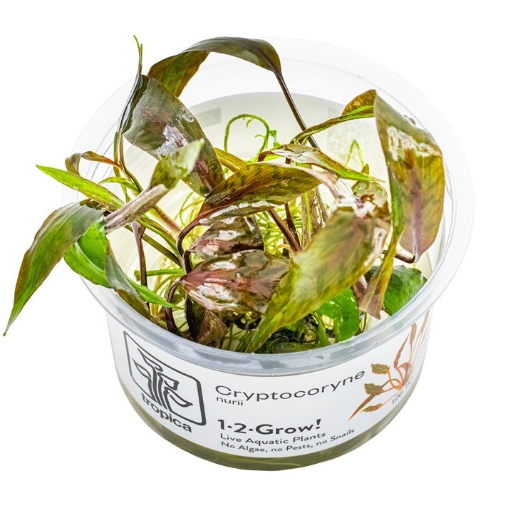 Cryptocoryne nurii – InVitro 3er Pack